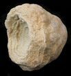 Flower-Like Sandstone Concretion - Pseudo Stromatolite #34209-1